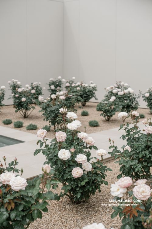 minimalist rose garden with soft color palette and clean simple modern landscaping design