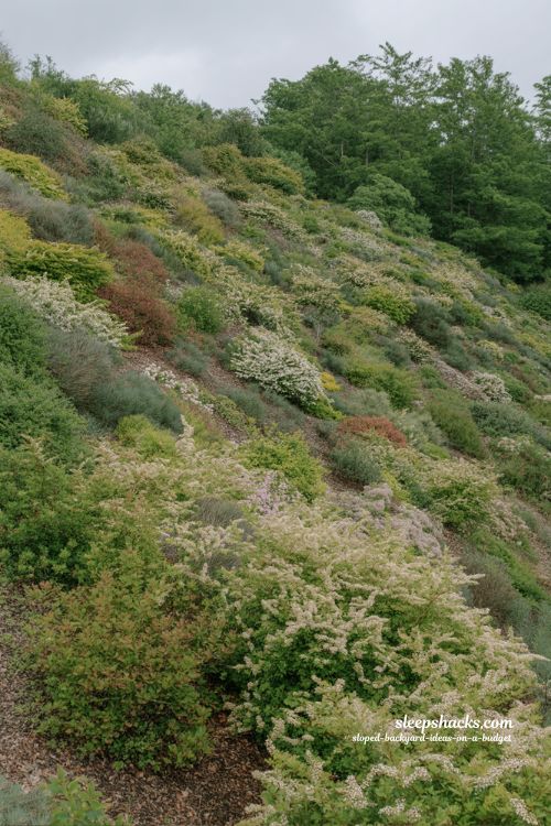 native shrub planting ideas for sloped backyard erosion control with low maintenance hillside landscaping design