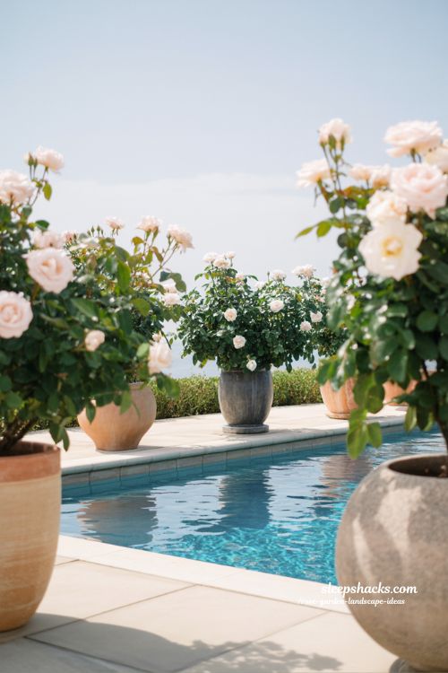 poolside rose garden ideas for a luxurious resort style outdoor space with clean modern design