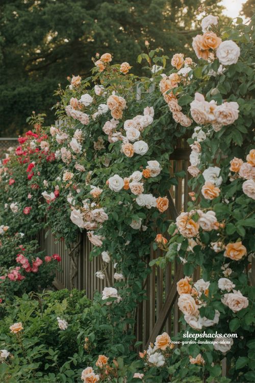 rose covered fence ideas for natural privacy and beautiful garden boundary transformation