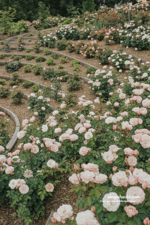slope friendly rose garden ideas for easy landscaping and natural erosion control with beauty