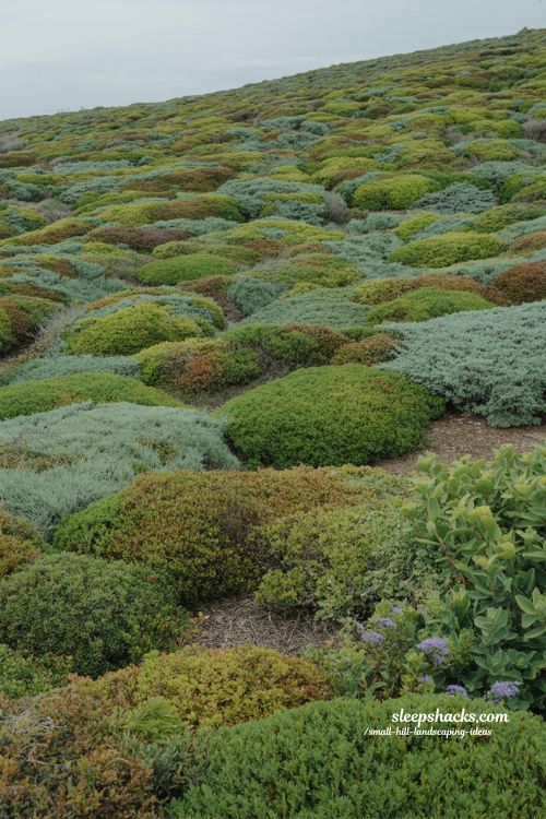 small hill landscaping ideas with low growing groundcover plants for erosion control and natural hillside stabilization