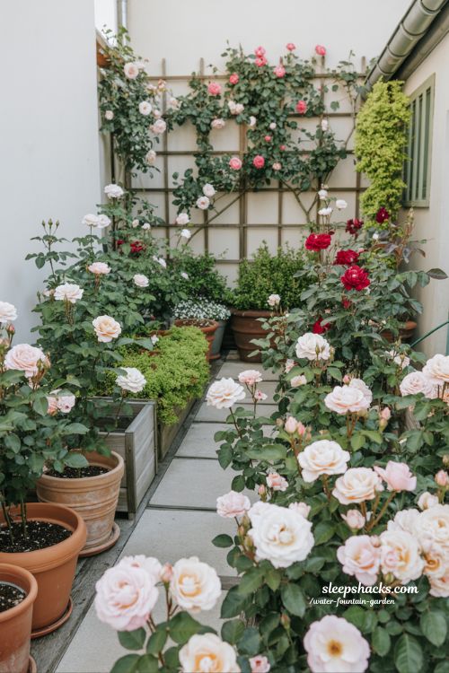 small space rose garden ideas with container roses and compact backyard walkway design that feels full and lush