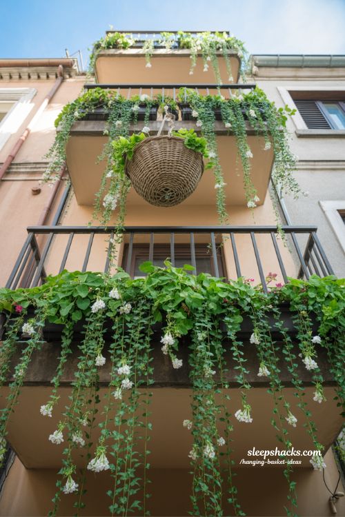 trailing waterfall hanging basket ideas with cascading greenery for lush balcony garden effect