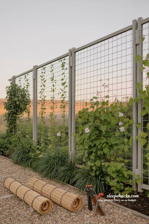 wire mesh vine fence diy climbing plants privacy garden fence ideas living wall design 