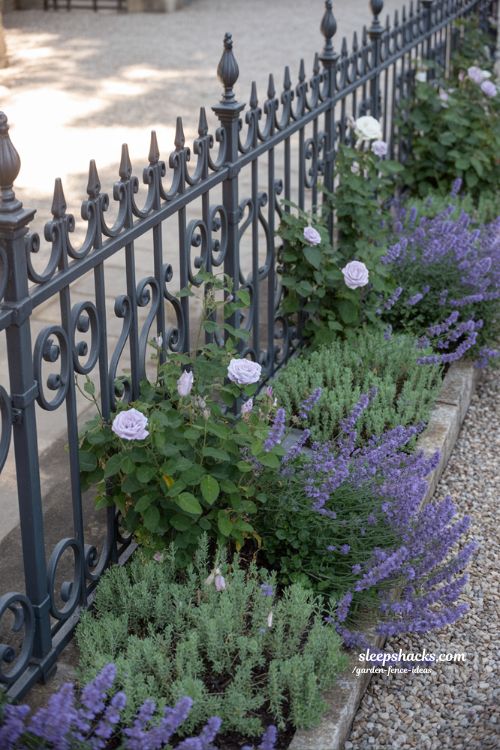 wrought iron garden fence with lavender and salvia in formal heritage garden design