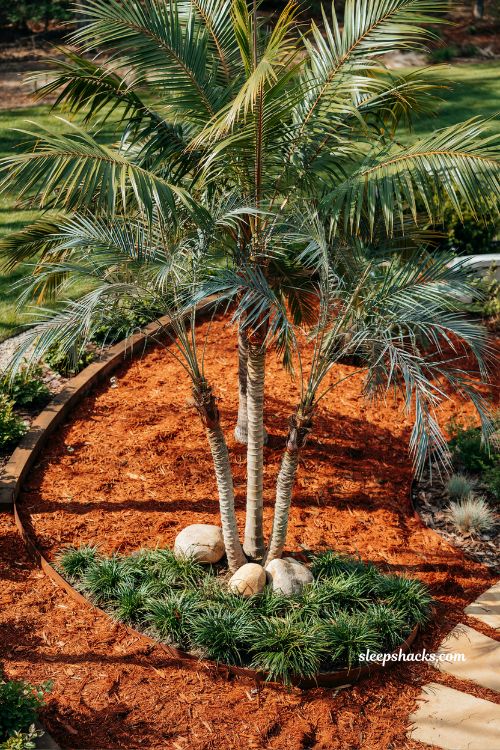 Backyard mulch ideas with red mulch and tropical palm landscape design