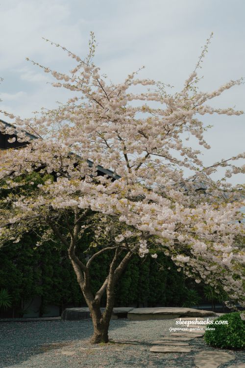 Japanese cherry blossom garden focal tree in full bloom with evergreen backdrop and minimalist seasonal landscape design