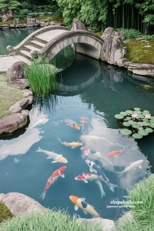 Japanese koi pond with stone bridge lotus flowers and reflective water in traditional zen garden landscape