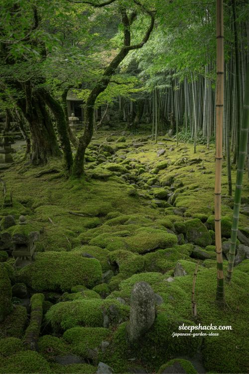 Japanese moss garden beneath maple trees and bamboo forest floor with natural stone accents and shaded zen landscape