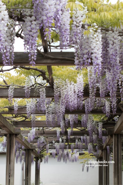 Japanese wisteria pergola garden arch with cascading purple blossoms over stone pathway in serene spring landscape