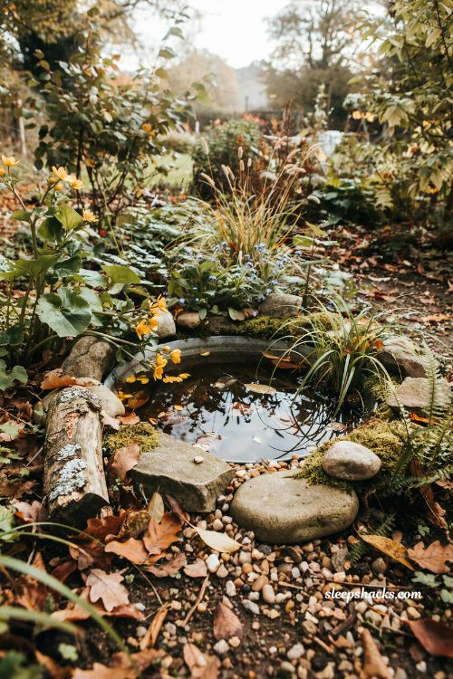 Mini wildlife pond ideas with a hidden washing up bowl and native plants 