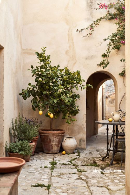 Small mediterranean garden ideas with a potted meyer lemon tree full of fruit and blossoms in a sunlit courtyard 