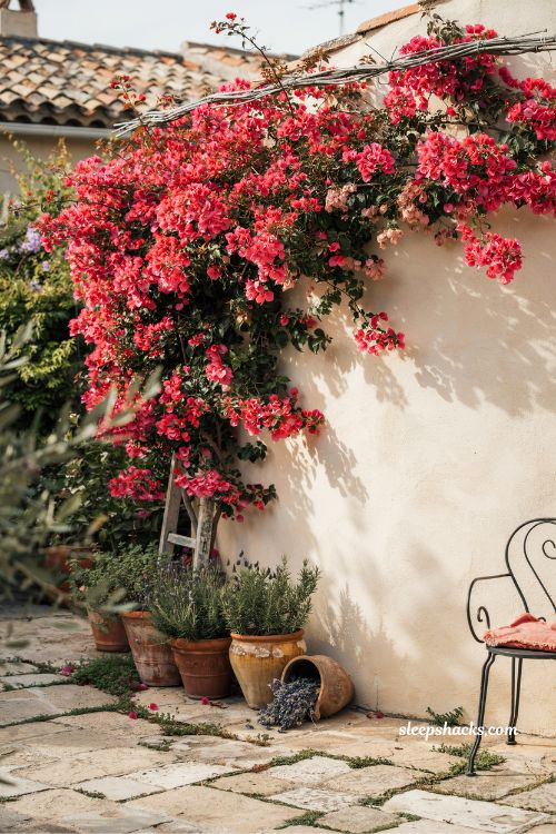 Small mediterranean garden ideas with bougainvillea climbing a wall for colorful coastal charm 