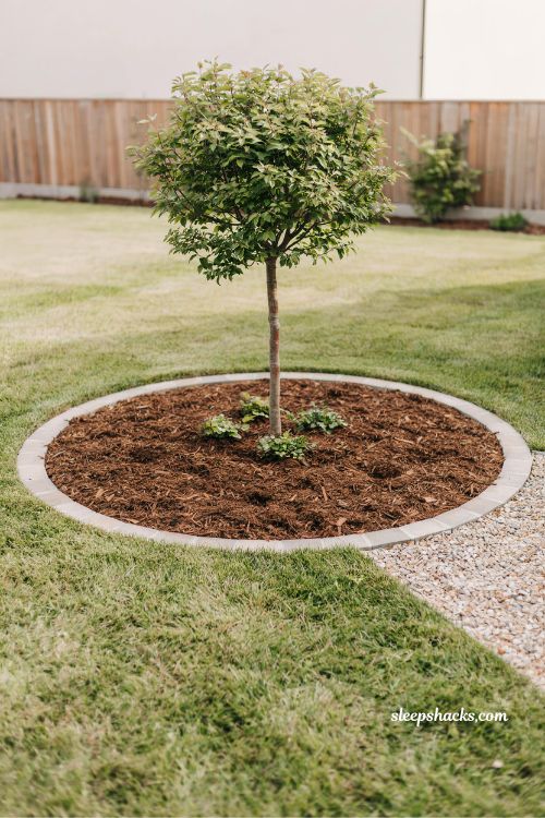 dwarf tree in circular mulch ring clean minimalist backyard landscape design