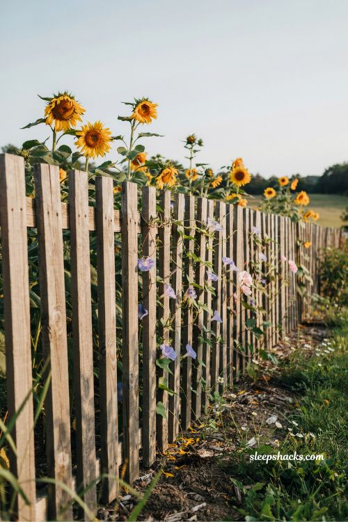 sunflowers and climbing vines on rustic wooden fence ideas for natural cottage garden landscaping inspiration
