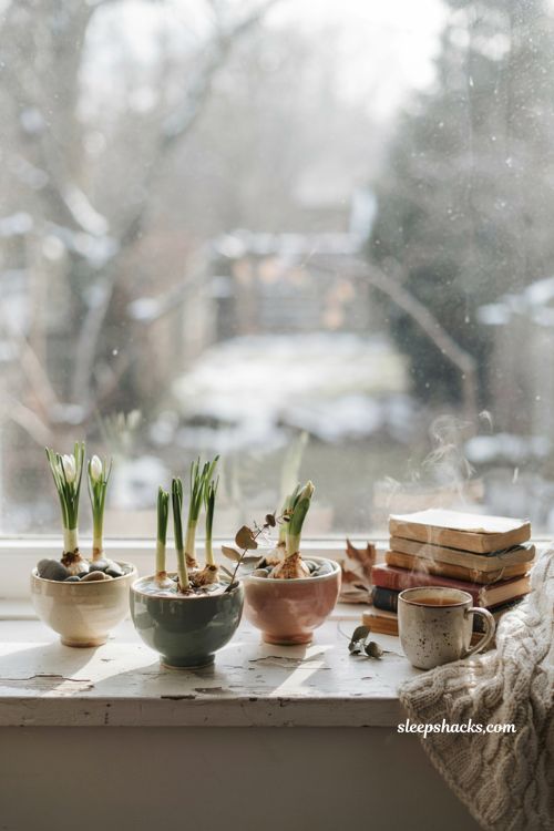How to force paperwhite bulbs for winter blooms on a cozy windowsill
