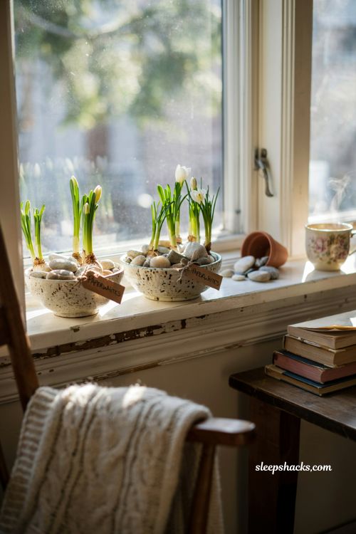 How to force paperwhite bulbs indoors for winter blooms and easy diy christmas decor