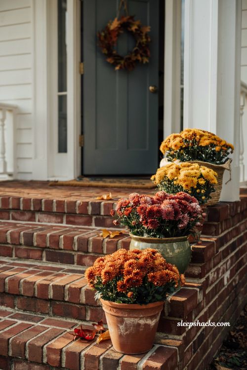 Line of potted mums in terracotta pots decorating brick front steps for fall