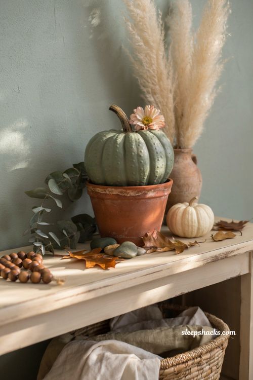 Decorate pumpkin ideas with cactus pumpkin in clay pot for modern farmhouse fall decor