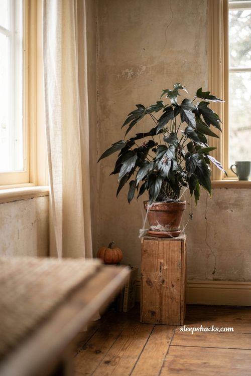 Easy Halloween black houseplant decor with faux spiders and cozy gothic autumn styling