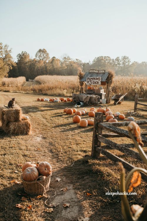Fall date ideas for a cozy pumpkin patch outing