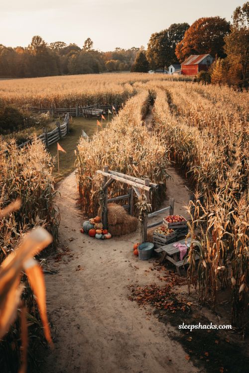 Fall date ideas for getting lost in a corn maze