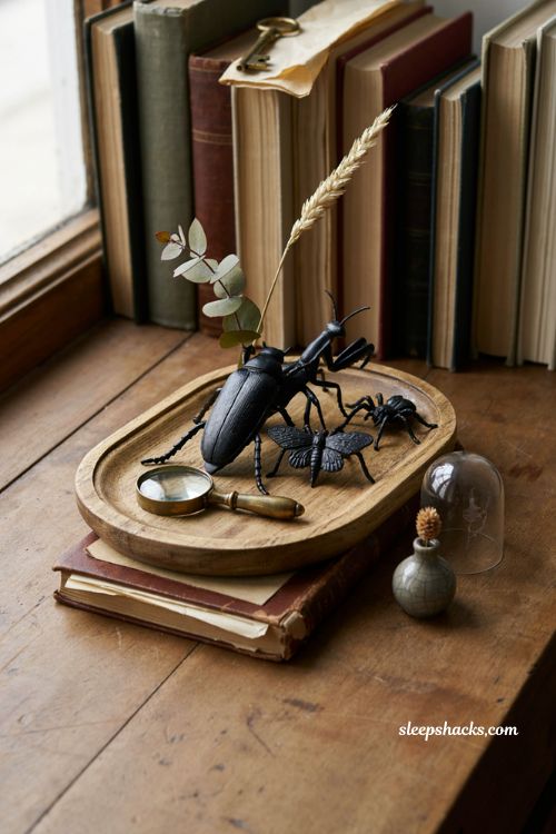 Insect curiosity display with old books and glass dome for farmhouse Halloween decor