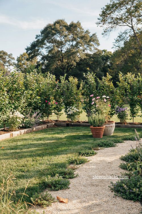 Affordable privet hedge fence ideas with a lush green living privacy wall for a backyard