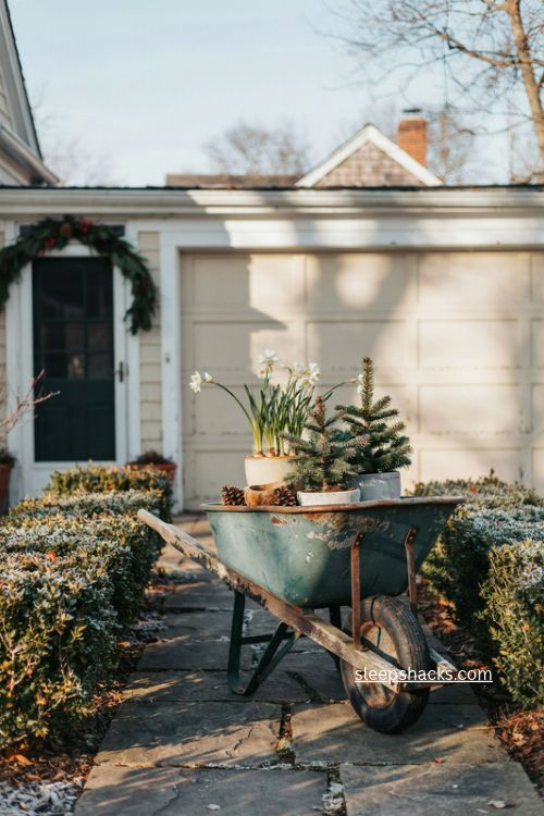 Antique wheelbarrow christmas planter with spruce and paperwhites