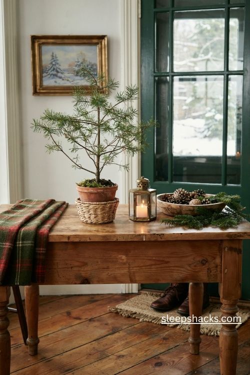 Charlie brown christmas tree seedling in a terracotta pot on a rustic entry table