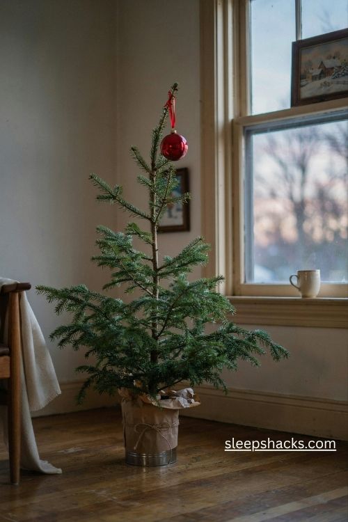 Charlie brown christmas tree with one red ornament beside a cozy window