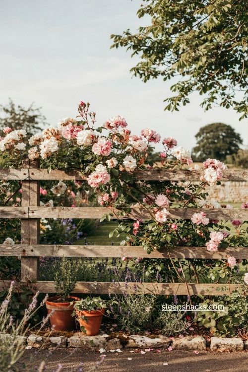 Climbing roses trained horizontally along a weathered fence line garden
