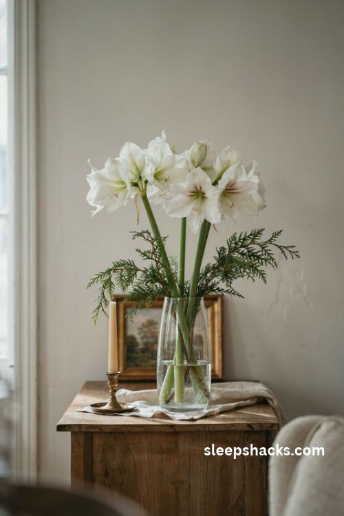 Elegant white amaryllis flowers and cedar branches in a tall Christmas vase