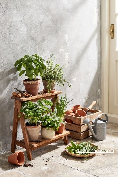 Kitchen herb garden with basil thyme parsley and chives in rustic wooden planters