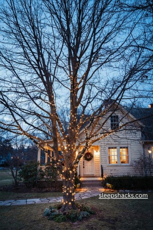 Large front yard tree wrapped in warm white christmas lights glowing beside a farmhouse walkway