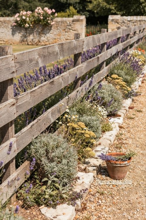 Lavender border along a weathered wooden fence for cottage garden landscaping