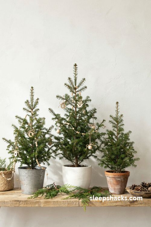 Modern farmhouse Christmas decor with three miniature evergreen trees in rustic planters