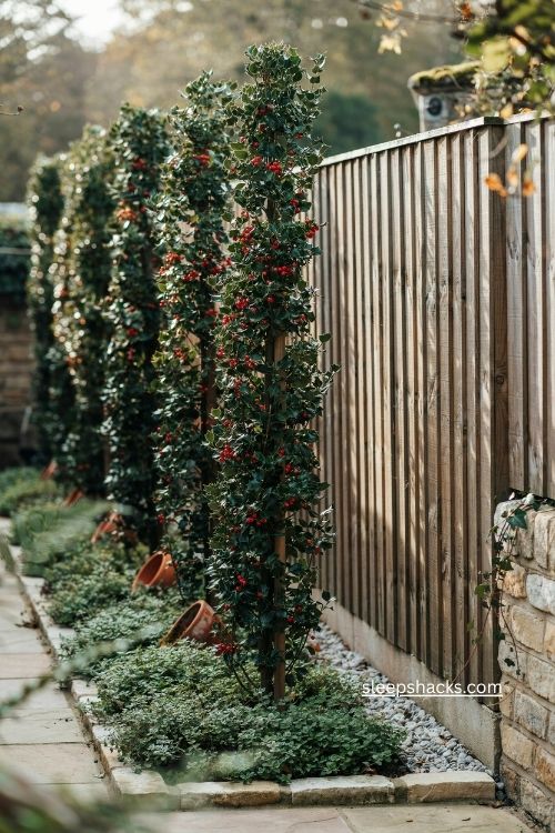 Narrow columnar plants with groundcover for a skinny fence line garden