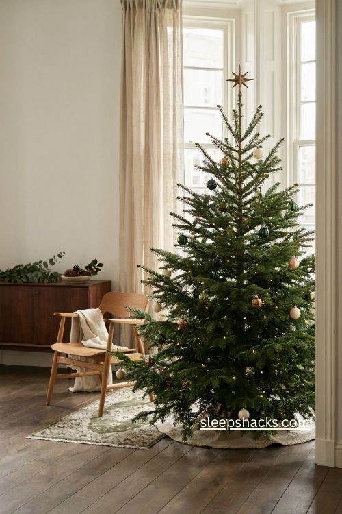 Nordmann fir Christmas tree with dark green needles and elegant low scent holiday decor 