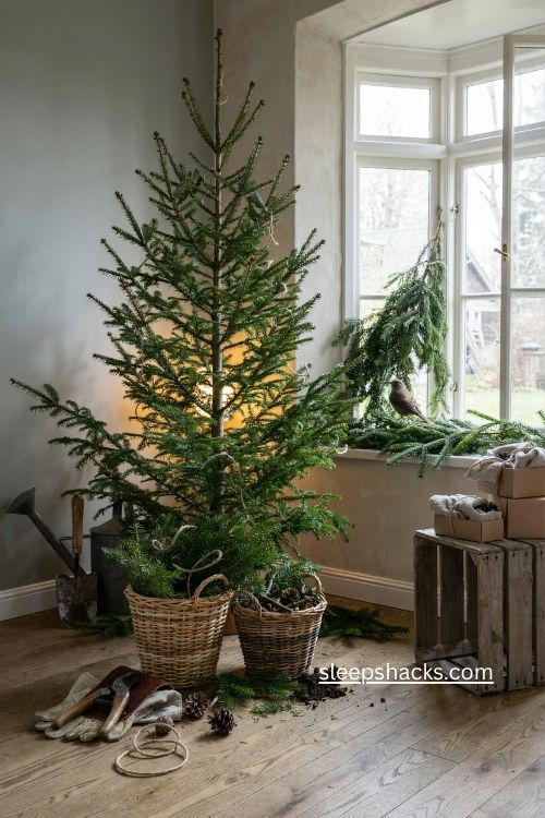 Organic Christmas tree repurposed for mulch compost and winter garden protection