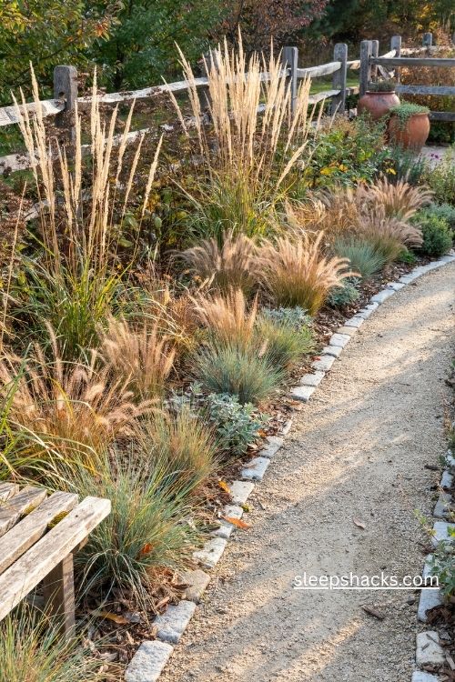 Ornamental grasses in natural garden drifts with golden sunlight and soft flowing foliage