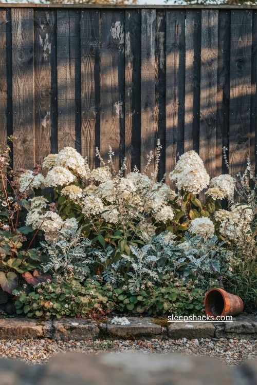 White flowers glowing against a dark fence in a cottage garden border