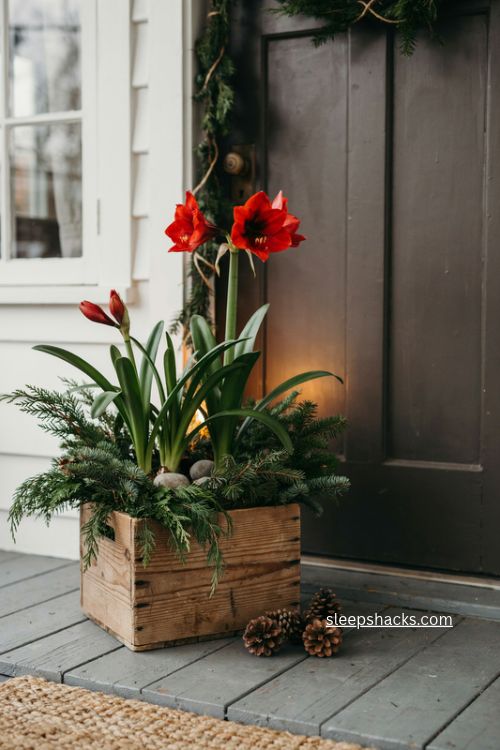 Wooden crate christmas planter with red amaryllis and evergreen greenery